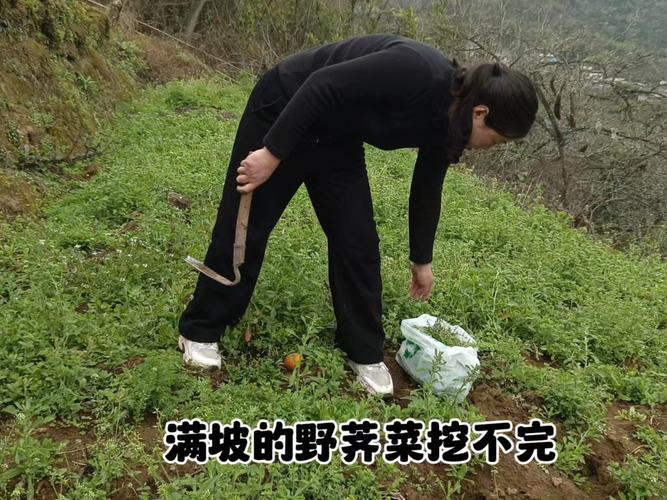 田里到处都是野味，拿着提篮去捡，根本捡不完 大自然的馈赠