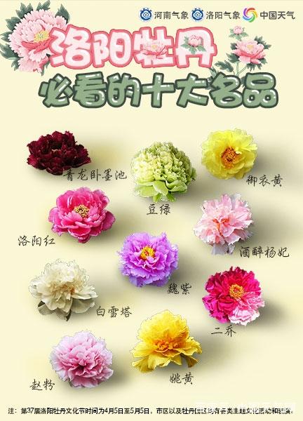 牡丹花期预报