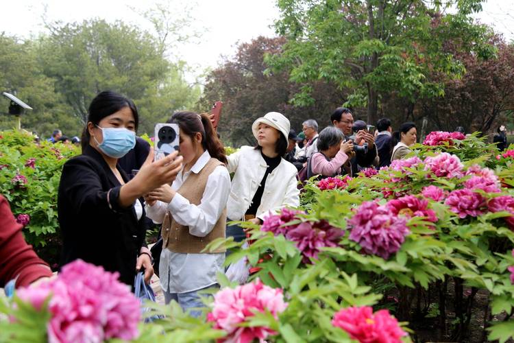 2025年莲花池公园牡丹文化节开幕