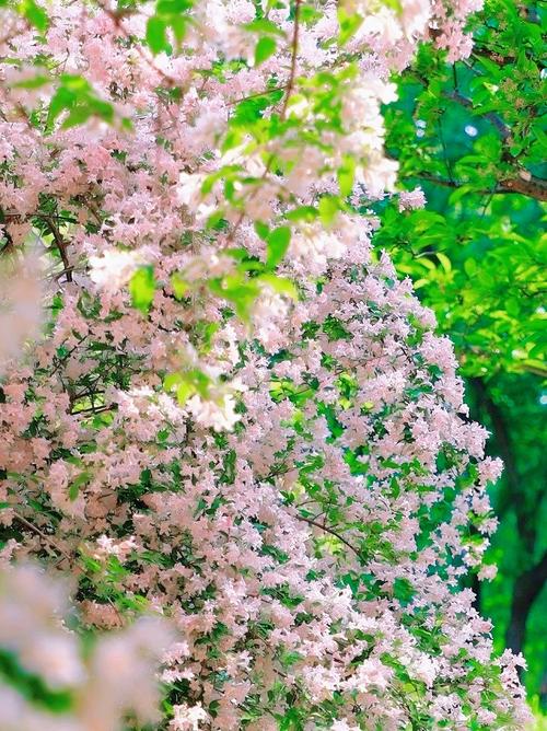 果然视频·好景山东|济南泉城公园猬实花开如瀑，嫣粉浪漫醉游人