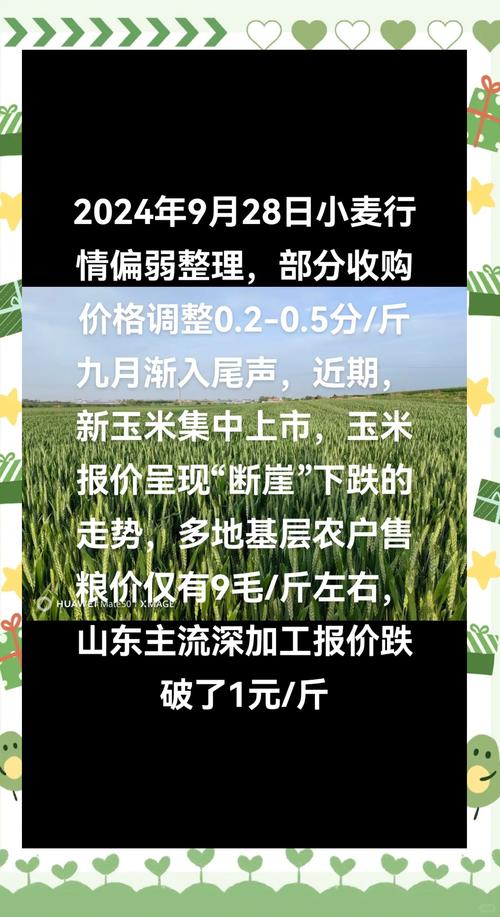 小麦玉米携手上涨,一个有机会，一个还是要注意风险！
