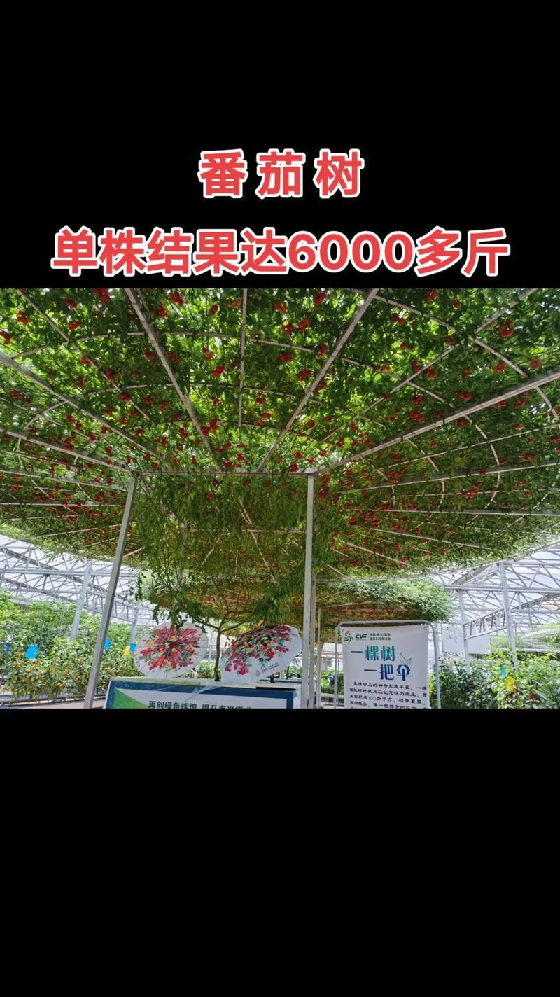 山东产出2米高番茄树，单株年产6000斤：味道没区别，但种植风险较大