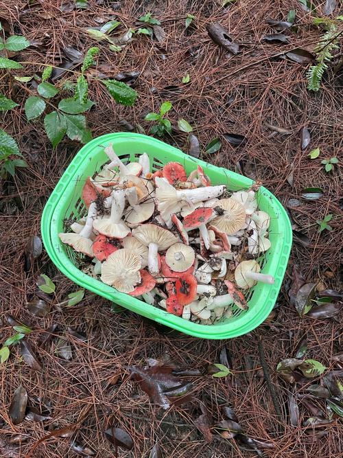 大雨过后去山里捡菌子，一无所获只能搞点竹笋，炒五花肉也很香