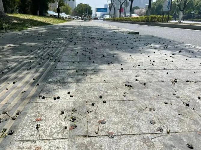 不要吃！不要捡！广西街头已出现