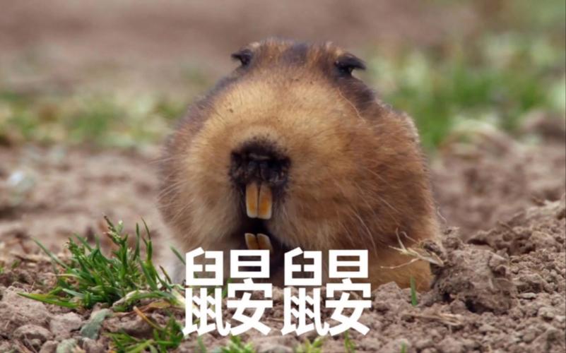 “鼹鼠”的危害。伊朗爆出骇人听闻的丑闻，国家损失无法估量