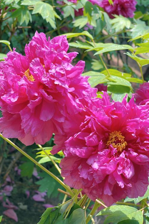 京城顶流牡丹花海来袭！国家植物园惊艳绽放，错过再等一年！