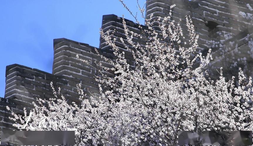 山花烂漫染雄关