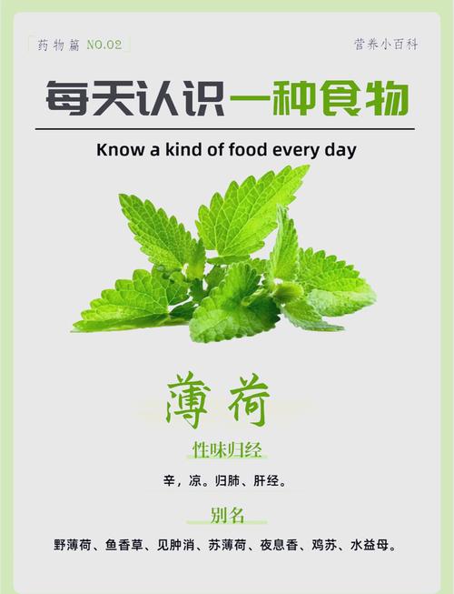 “薄荷界的‘吃货指南’可食用VS不可食用，你分得清吗？