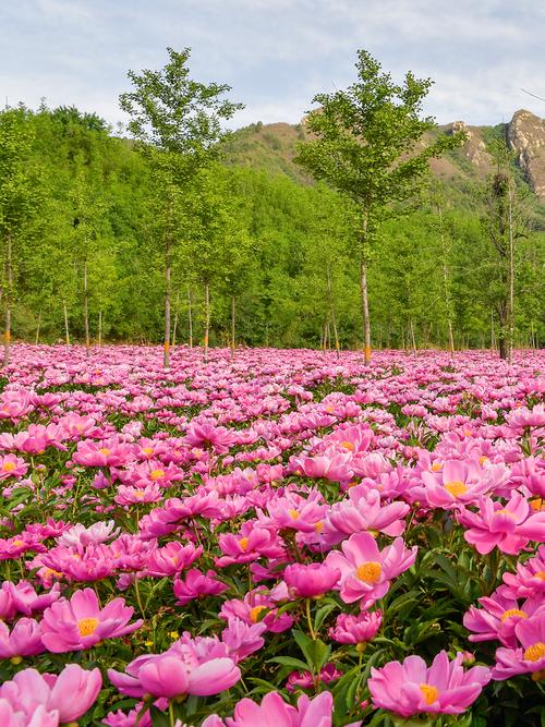 数千名芍药花盛开～壮观的花海?花的世界花的海洋 浪漫花海