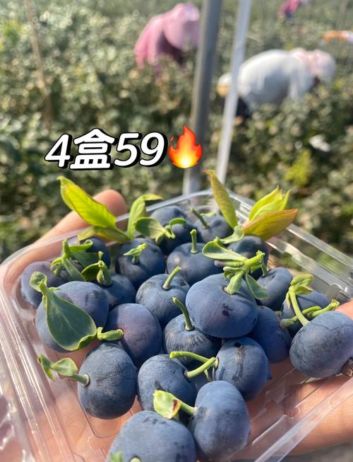蓝莓价格“腰斩”每天吃一盒会发生什么？皮肤真的会变白吗？