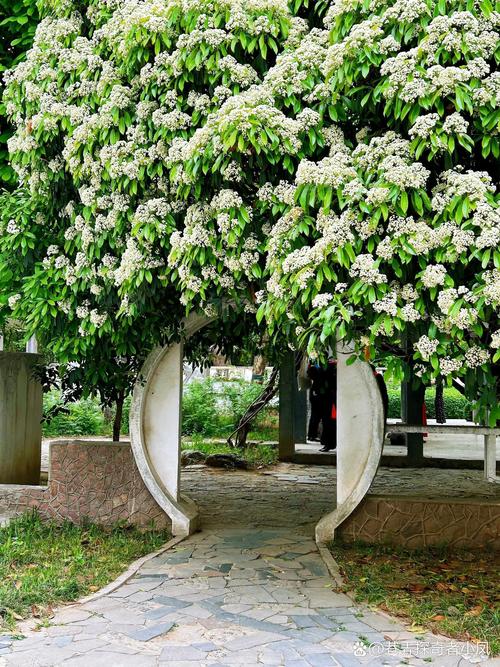 一年四季 泉在济南｜暮春时节百花公园，满目绿意处处皆景