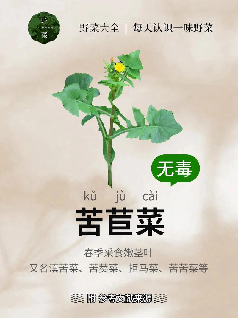 春天常吃这种野菜，5大好处3大药效