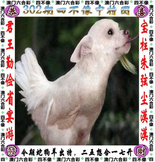 澳门最准四不像水果奶奶查询,2025年最新实用信息汇总指南